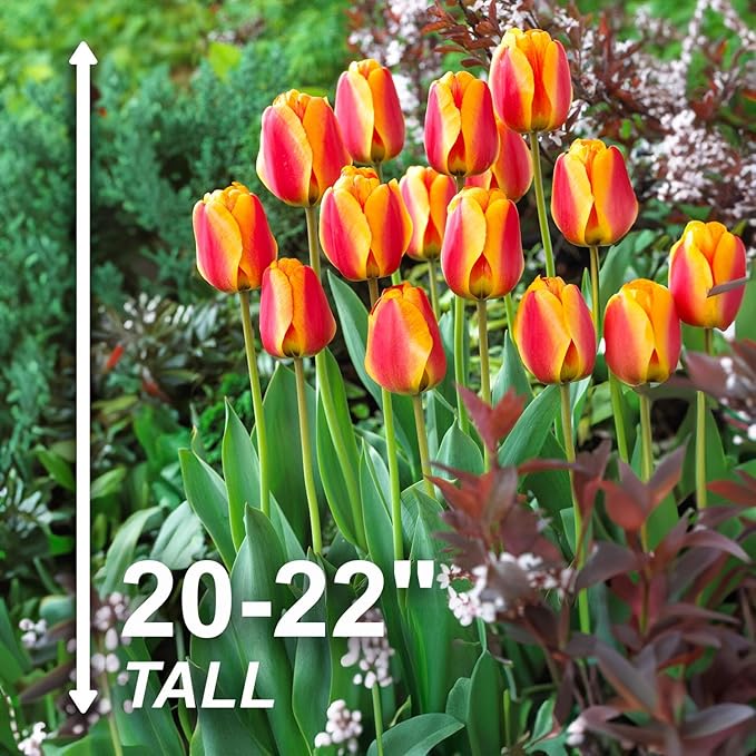 Garden State Bulb Darwin Hybrid Apeldoorn's Elite Tulip Flower Bulbs, 12/+ cm, Fall Planting (Bag of 25)
