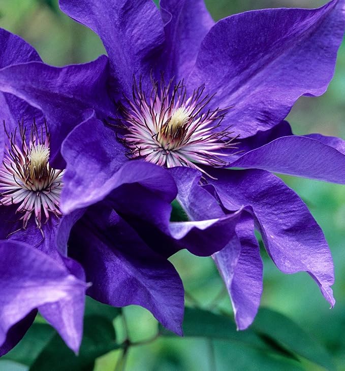 Clematis The President - 3 Live Plants in 4 Inch Growers Pots - Clematis 'The President' - Starter Plants Ready for The Garden - Beautiful Purple Blue Flowering Vine