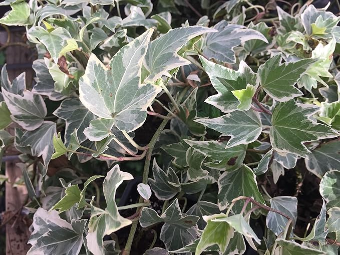 Variegated English Ivy - 5 Live Plants in 4 Inch Pots - Hedera Helix - Beautiful Easy Care Indoor Air Purifying Houseplant Vine