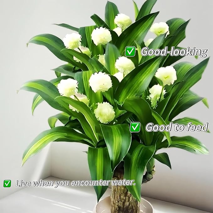Lucky Wood Plant, Small Indoor Plant, Brazilian Wood Plants, About to Sprout, Office Desk Ornaments, Kitchen, Living Room, Home Decoration Yellow
