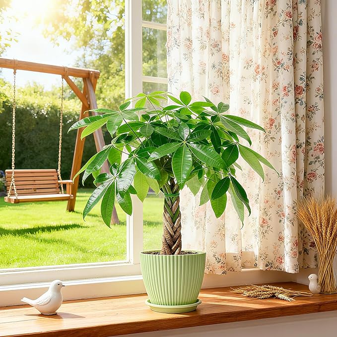 Sprout N Green Small Money Tree with 5 Lucky Braid, Live Plant with Green Stripe Pot, Decoration for Indoor Home Office Tabletop Windowsill Side Table, Housewarming Christmas Gift, 8-10" Tall