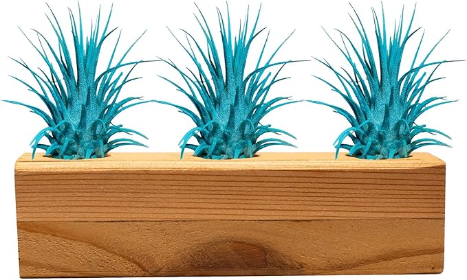 Air Plants 3 Pack - Tillandsia Ionantha - 3 Hole Planter - Organically Enhanced Color - Live Arrival Guaranteed - House Plants for Home Decor & Gift (3Pk + Black Planter) (3Pk Turquoise + Tan 3 Hole)