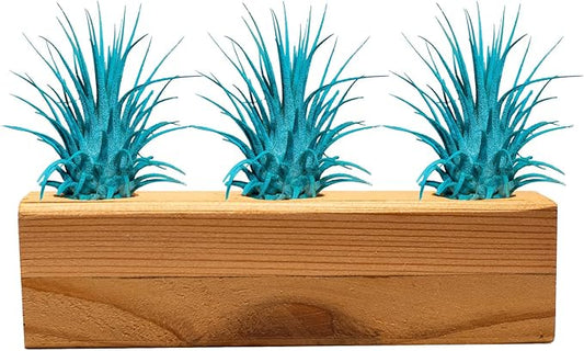 Air Plants 3 Pack - Tillandsia Ionantha - 3 Hole Planter - Organically Enhanced Color - Live Arrival Guaranteed - House Plants for Home Decor & Gift (3Pk + Black Planter) (3Pk Turquoise + Tan 3 Hole)