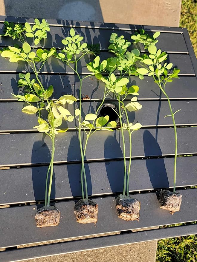 Moringa Tree 2 Live Moringa Plants with Free Moringa Seeds - Drumstick Tree - Miracle Tree - Malunggay - Non-GMO - Organically Grown - Herb