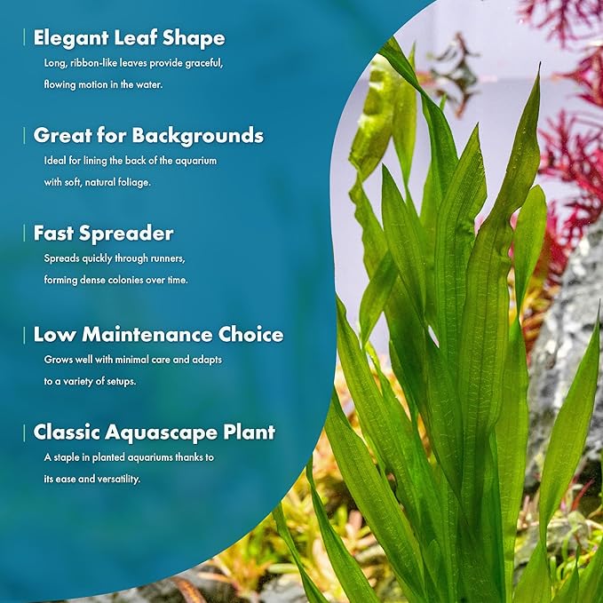 SubstrateSource Live Plant - Tall Grass, Vallisneria Americana - Easy Care, Moderate to High Light, Bright Green Accent, Freshwater Aquatic Plant for Aquascaping - Lead Bunch