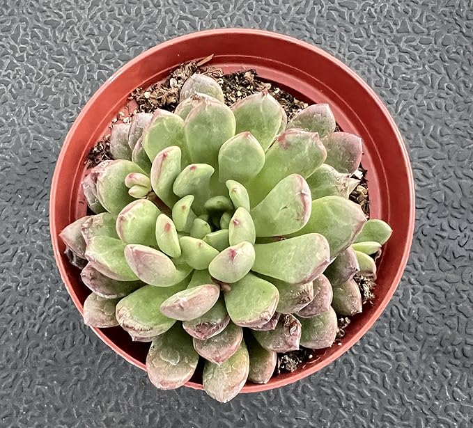 Sprout N Green Sedeveria Pink Ruby, Live Succulent Plant Fully Rooted in 4" Pot, Real House for Indoor Outdoor Home Office Wedding Decoration Party Favor