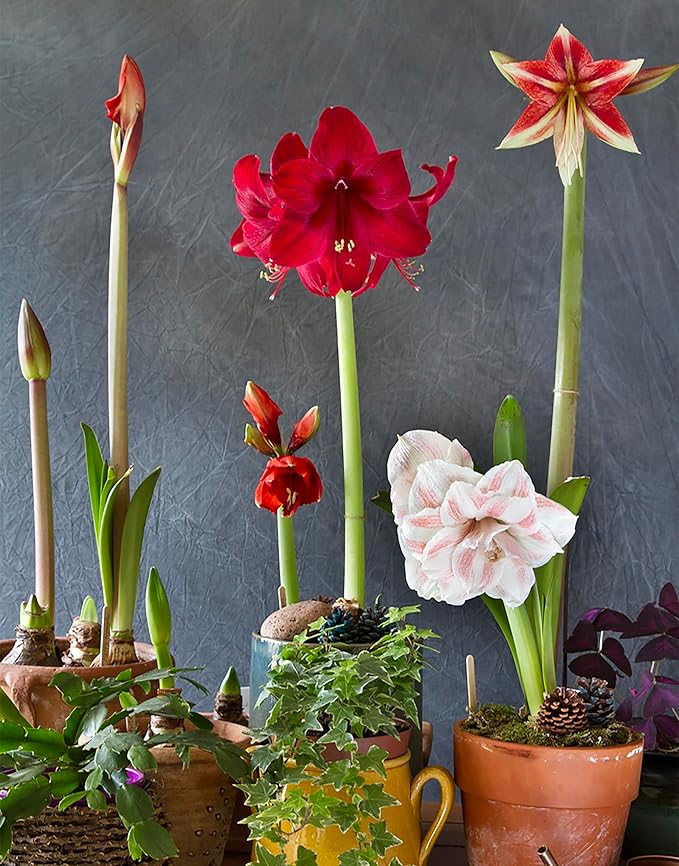 Waxed Red Amaryllis Bulb - Stunning Red Blooms - No Soil or Watering Required - Effortless Growth - Perfect for Holiday Décor & Gifting