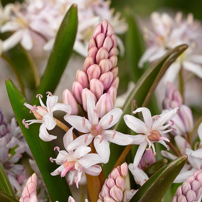 Easy to Grow Scilla Rosea Rosy Squill 10 Plant Bulbs - Light Pink Flowers in Late Winter to Spring, Full to Partial Sun Outdoor Zones 3-8