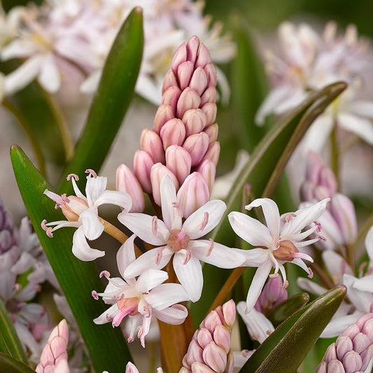 Easy to Grow Scilla Rosea Rosy Squill 10 Plant Bulbs - Light Pink Flowers in Late Winter to Spring, Full to Partial Sun Outdoor Zones 3-8