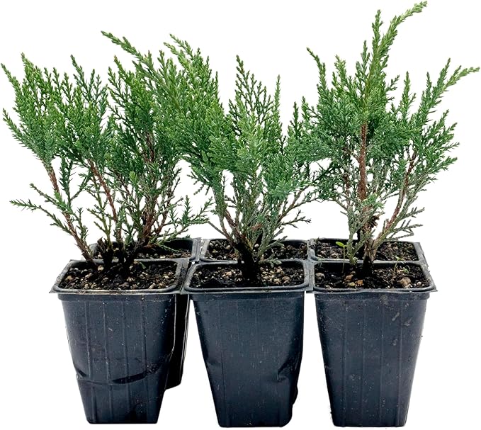 6 Tamarix Juniper in 3.5" Nursery Cubes | Juniperus Sabina ‘Tamariscifolia’ | Dense, Low-Maintenance Evergreen Shrub with Fine, Feathery Foliage | Ready-to-Plant Live Starters