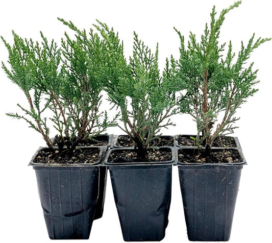 6 Tamarix Juniper in 3.5" Nursery Cubes | Juniperus Sabina ‘Tamariscifolia’ | Dense, Low-Maintenance Evergreen Shrub with Fine, Feathery Foliage | Ready-to-Plant Live Starters