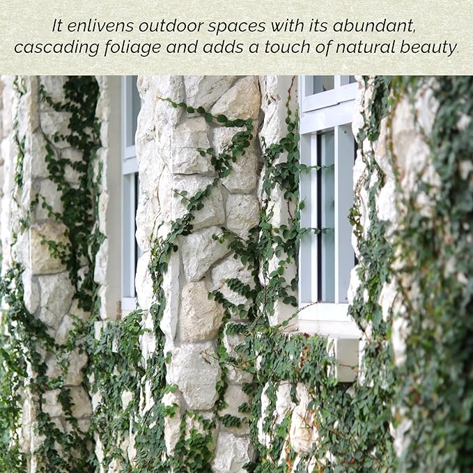 6 Creeping Fig, Live Plants – Ficus Repens – Fast-Growing & Versatile Climbing Vine in 2.5” Nursery Cubes – Perfect for Living Walls, Topiaries, Ground Cover & Indoor/Outdoor Decor