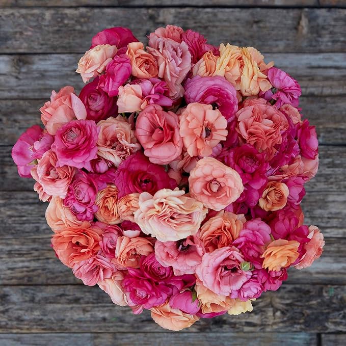 Eden Brothers Ranunculus Bulbs - Lipstick Mix