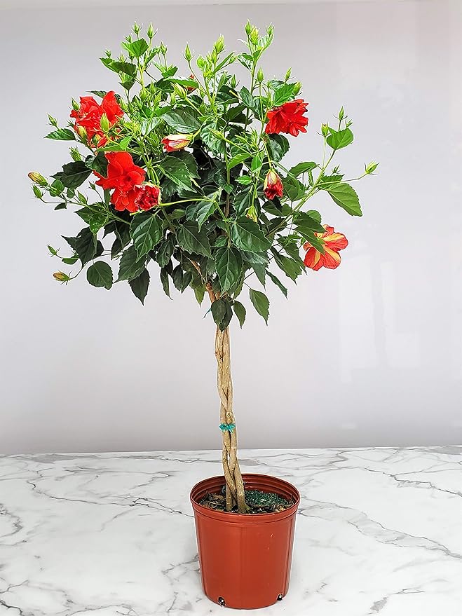 Live Braided Hibiscus Tree - Red Double Flower - Overall Height 38" to 44" - Tropical Plants of Florida (Plant Only)