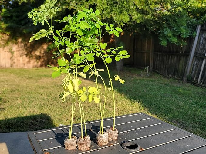 Moringa Tree 2 Live Moringa Plants with Free Moringa Seeds - Drumstick Tree - Miracle Tree - Malunggay - Non-GMO - Organically Grown - Herb