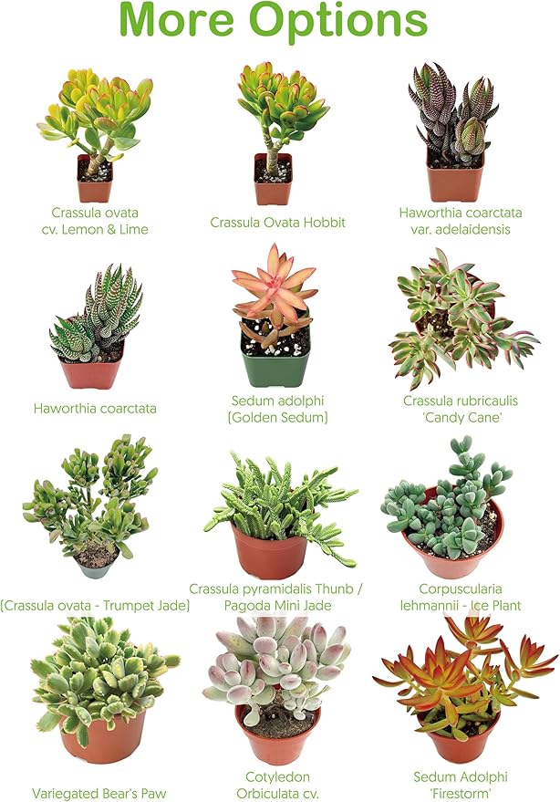 4" Live Succulent Plants Tradescantia Nanouk, Easy Care Potted Succulents, Indoor Houseplant, Unique Gifts, Home Office Décor