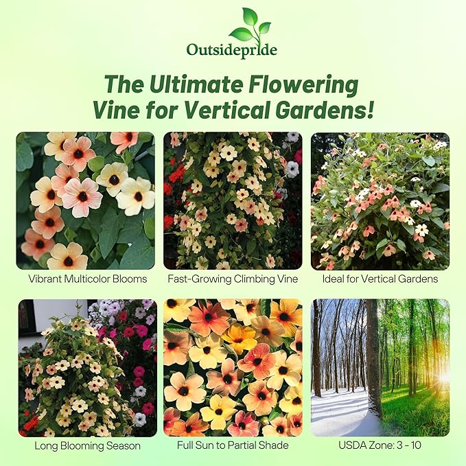 Outsidepride Spanish Eyes Thunbergia Black Eyed Susan Seeds - 10 Pcs Annual, Climbing Vine Flower Seeds for Planting Peachy Gold Blooms for Low Maintenance Gardens, Containers, Trellis & Fences