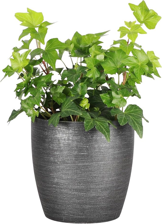 Thorsen's Greenhouse Live Green English Ivy Plant, Hedera Helix, Natural Air Purifier, Easy to Grow, Live Indoor Houseplant, 4" Diameter Pot (Brushed Silver)