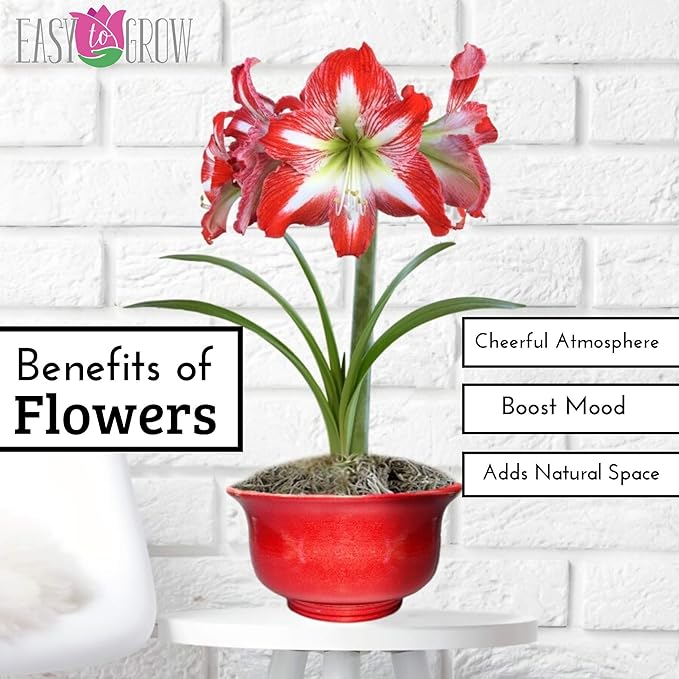 Easy to Grow Amaryllis 'Minerva' Pre-Planted Bulb Indoor Gift Kit in a Silver Square - Red & White Flowering Blooms in 4 to 8 Weeks