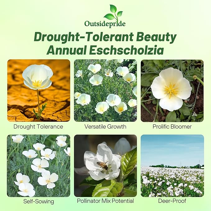 Outsidepride White Linen California Poppy Seeds - 1 Lb. Annual, Low Maintenance & Drought Tolerant Wildflower Seeds for Planting Vibrant Spring Blooms for Pollinator Gardens & Wildlife Habitats