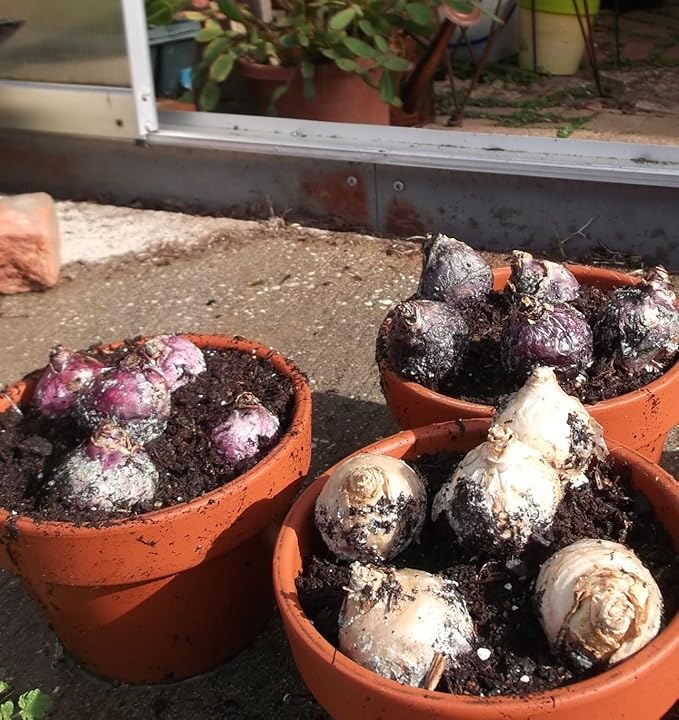 Mixed Color Hyacinth Bulbs - 12 Bulbs - Fragrant Hyacinths