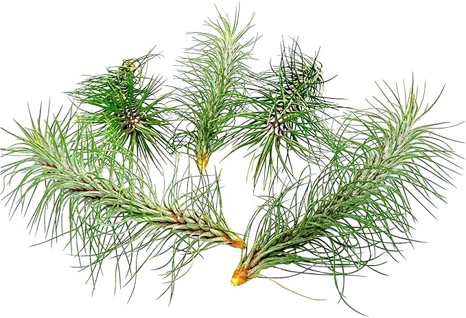 ragnaroc Air Plants - Colombian Tillandsia Funckiana, Large 5" - 5ct - Live Arrival Guaranteed - House Plants for Home Decor & Gift