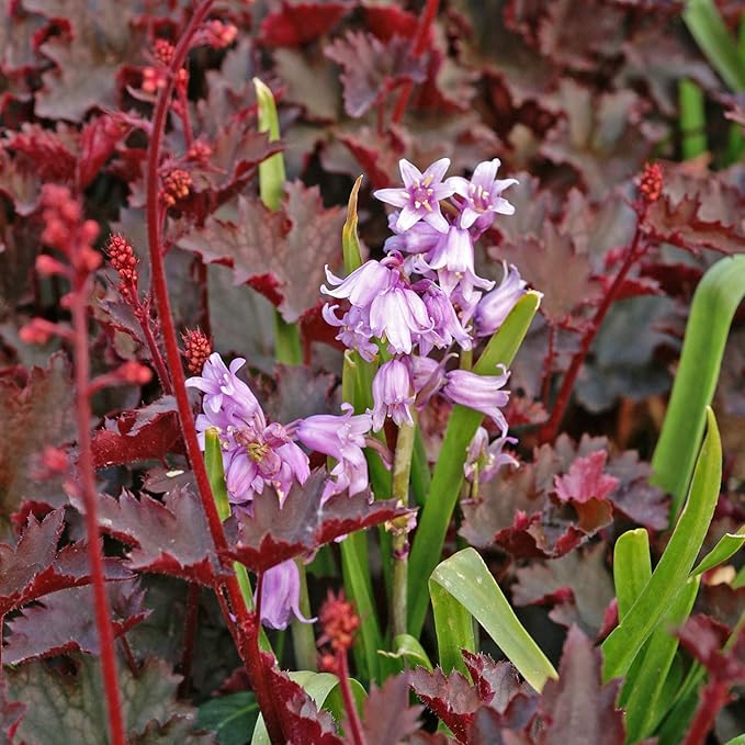 Easy to Grow Spanish Bluebells Pink 10 Plant Bulbs - Pink Fragrant Flowers in Spring, Partial Sun Outdoor Zones 3-8
