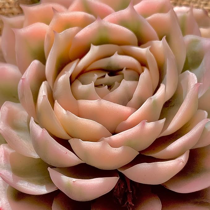 Echeveria Onslow Variegated Succulent Plants Live – Unique Rare Succulent for Indoor Planters, Outdoor Garden, Office Desk & Gifts