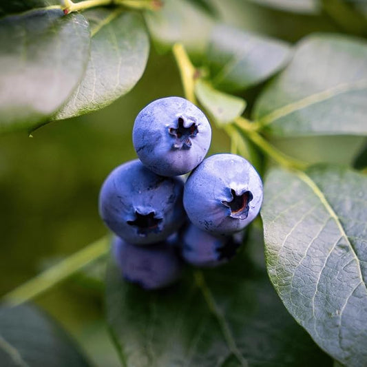 Bluejay Bare Root Blueberry Plant, 3-Year Old Plant - Great for Beginners, Flavorful Blueberries - from Hand Picked Nursery (1)