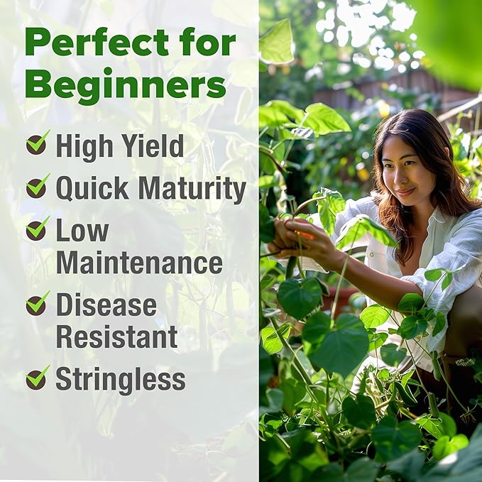 HOME GROWN Contender Bush Bean Pack - 28 Heirloom Green Beans, Vegetable Seeds for Planting, Emergency Food Supply (Phaseolus vulgaris)
