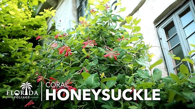 Coral Honeysuckle | 1 Extra Large 3 Gallon Plants | Lonicera Sempervirens | Attracts Hummingbirds, Red Trumpet Flowers, Fast Growing Vines, Low Maintenance, Long Blooming Season, Garden Climbing Vine