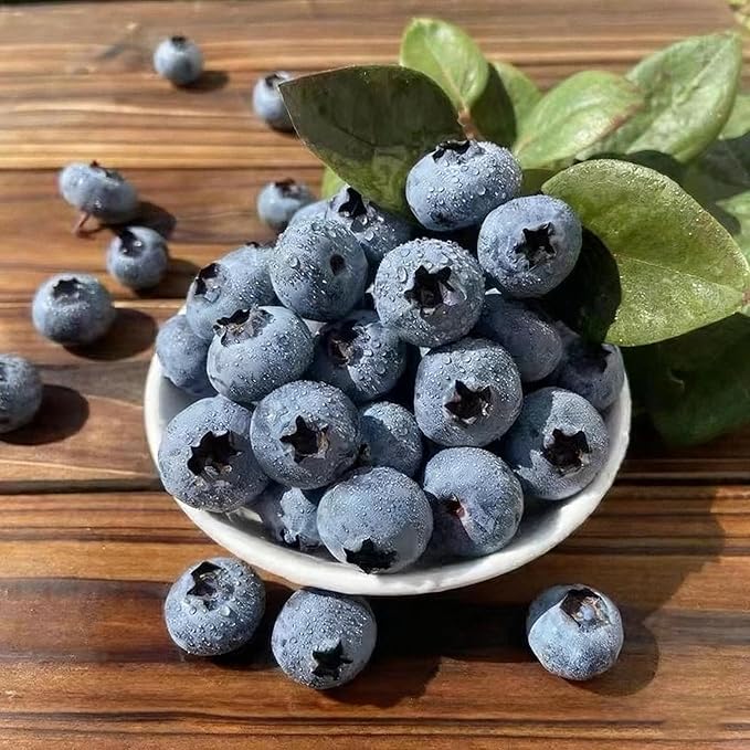 200 Blueberry Seeds for Planting, Non-GMO Blueberry Seed, Fruit Tree Seeds, Heirloom Berry Seed for Gardens and Containers
