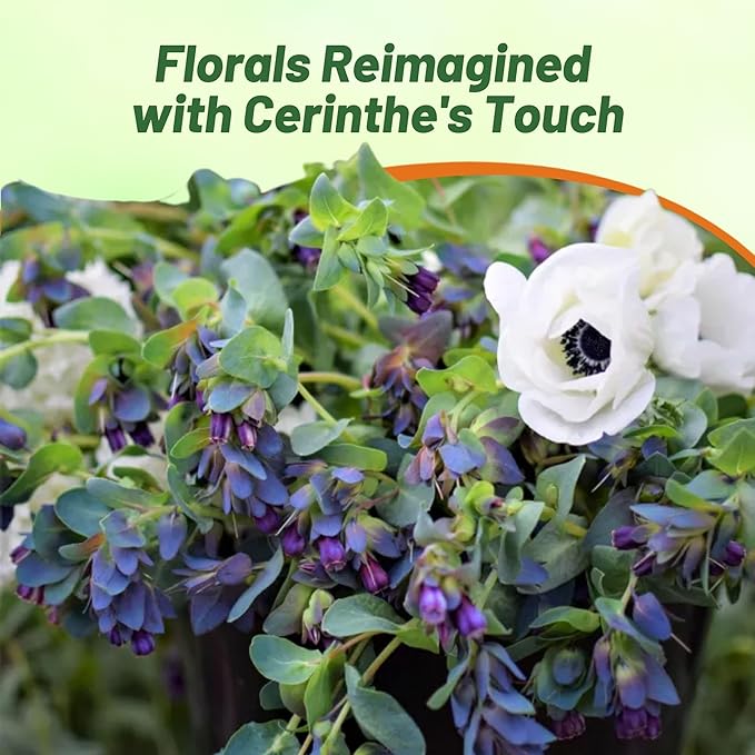 Outsidepride Cerinthe Major Honeywort Seeds - 100 Pcs. Annual, Self-Sowing & Easy to Grow, Flower Seeds for Planting, Vibrant Purple-Blue Tube-Like Blooms for Garden Beds, Borders & Container Displays