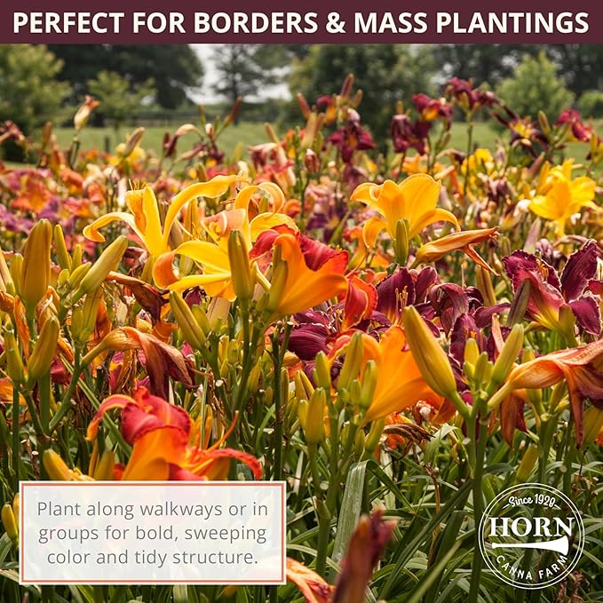 Hybrid Mixed Daylily Flower Bulbs – 3 Bulbs per Pack – Colorful Assortment, Pollinator Friendly, Rabbit Resistant – Hardy Perennial for Full Sun Gardens (Zones 3–9) Fall Planting Spring Blooming