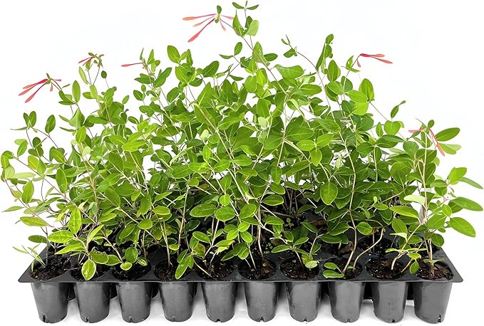 Coral Honeysuckle | 10 Live Plants | Lonicera Sempervirens | Attracts Hummingbirds, Red Trumpet Flowers, Fast Growing Vines, Low Maintenance, Long Blooming Season, Garden Climbing Vine