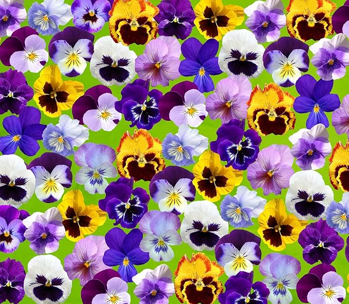 1000 Mix Pansy Seeds for Planting Violet Viola Flowers Seeds Easy to Grow Outdoor Home Garden Flower Seeds Gardening Supplies