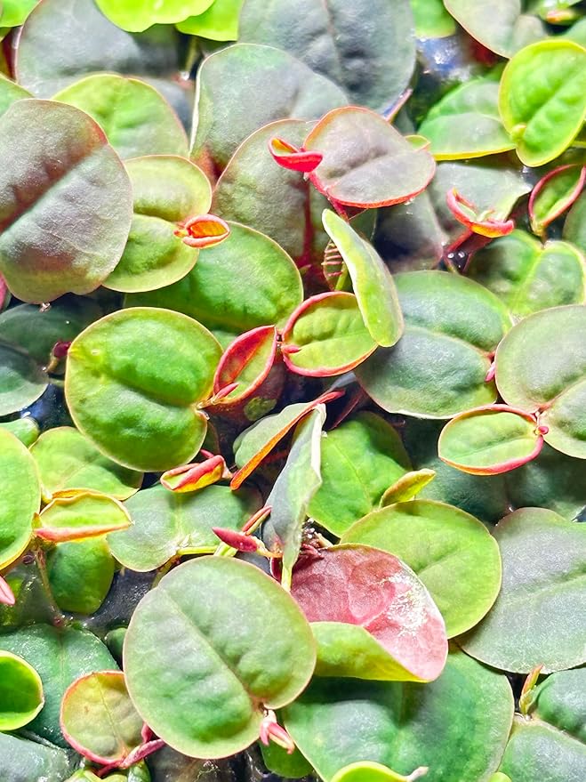 30+ Red Root Floater - Live Aquarium Plants