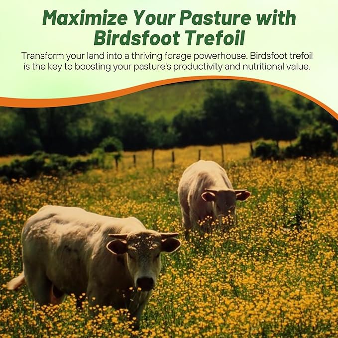 Outsidepride Perennial Birdsfoot Trefoil Seed - 1 lb Nitrocoated, Inoculated, Winter Hardy, High Protein Forage Legume Seeds for Pasture, Hay, Silage Production & Livestock Grazing