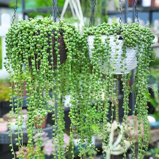 Sprout N Green Live Mini Succulent Plant, 2in String of Pearls, 1 Pack Rare Fully Rooted in Pot, Real House Plant for Home Office Wedding Decoration DIY Projects Party Favor