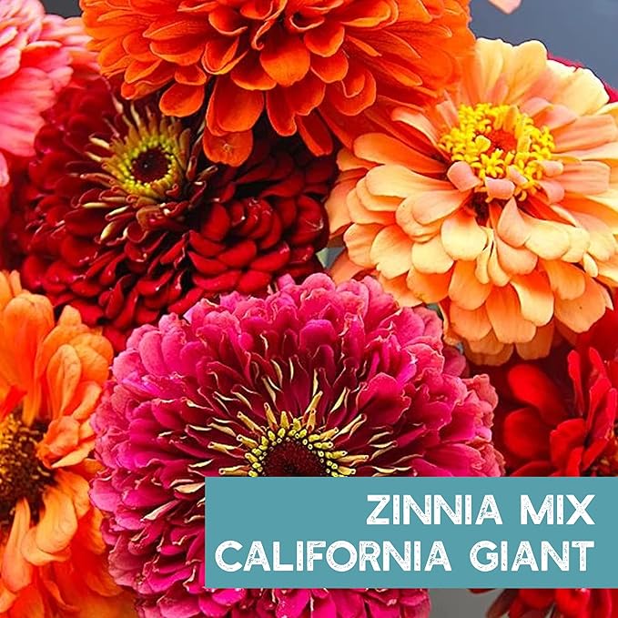 Zinnia Seeds for Planting Outdoors – 3,000 California Giant Mix Zinnia Seeds – 4 ft Tall Zinnia elegans Annuals – Bright Wildflower Blooms Attract Pollinators – Heirloom Garden Flower Seed Packet