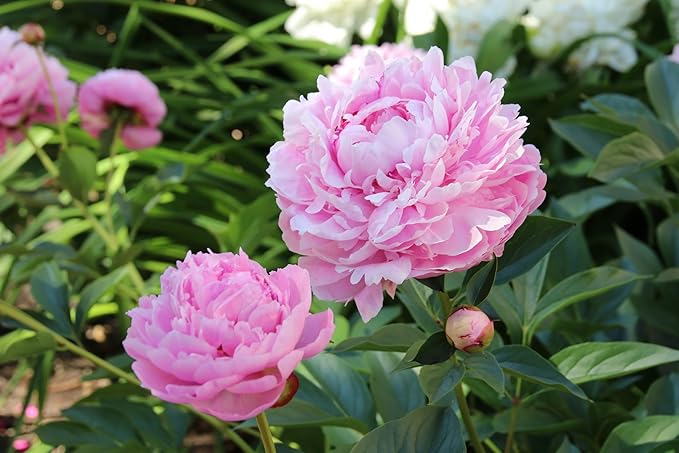 Pink Peony Root for Planting - Premium Roots for Fall Planting