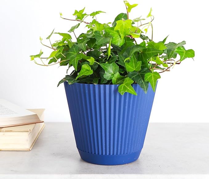 Thorsen's Greenhouse Live Green English Ivy Plant, Hedera Helix, Natural Air Purifier, Easy to Grow, Live Indoor Houseplant, (Navy - 6" Pot)