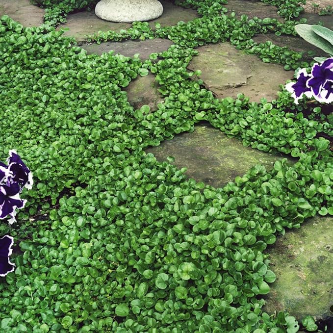 Outsidepride Perennial Dichondra Repens Seeds - 1 lb Dense Green, Low-Maintenance Ground Cover Seeds for Planting, Ideal Lawn Alternative in Sun or Shady Areas & Erosion Control in USDA Zones 8-11
