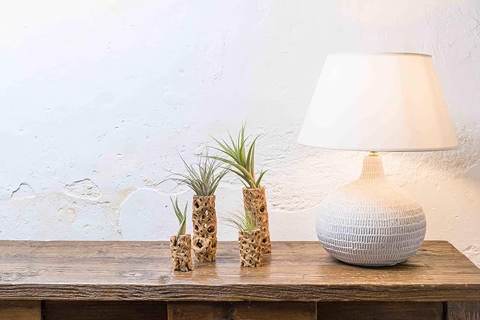 Air Plant Shop 3 Inch Cholla Cactus Holders with Assorted Air Plants- Wholesale and Bulk - Succulents - Live Tillandsia - Easy Care Indoor and Outdoor House Plants (Pack of 1)