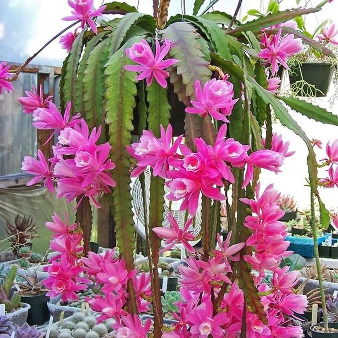 2 Pink Epiphyllum Plants Live, Epiphyllum Orchid Cactus Plant from 6 to 8 Inches Tall, Epiphyllum Rooted in 4 Inches Pot, Live Epiphyllum Orchid Cactus Plant for Garden