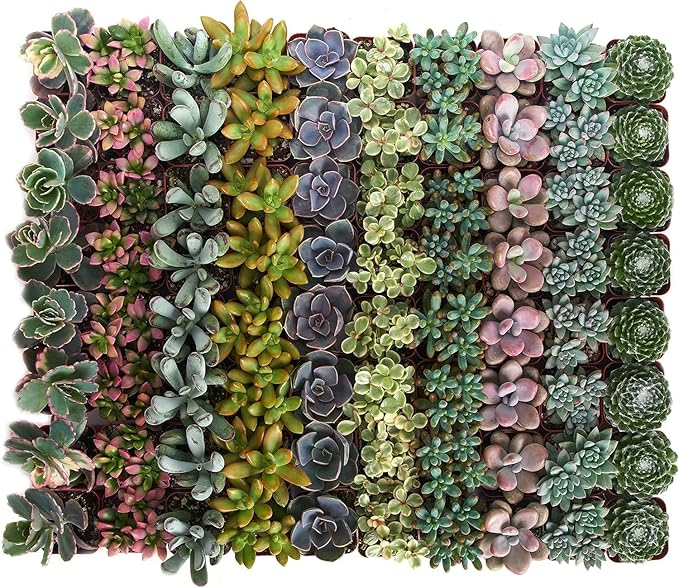 Shop Succulents Pastel Succulent Plant Pack Bulk Collection - Live Mini Succulent Plants, Low Maintenance, Bright & Serene Colors & Textures - Wedding and Party Favors, Gift & Garden, Pack of 64