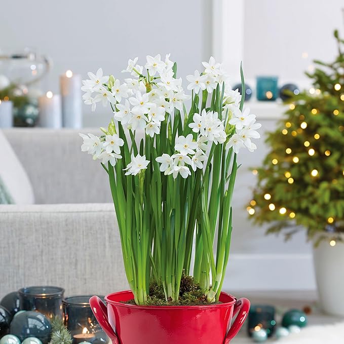 Garden State Bulb Ziva Paperwhite Flower Bulbs, 14/15cm, Holiday Blooms (Bag of 15)