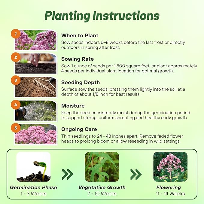 Outsidepride Joe Pyeweed Eupatorium Seeds - 5000 Pcs Easy to Grow, Non-Invasive Perennial Flower Seeds for Planting for Pollinator Gardens, Flood Plains, Swamps, Bogs, or Stream Banks
