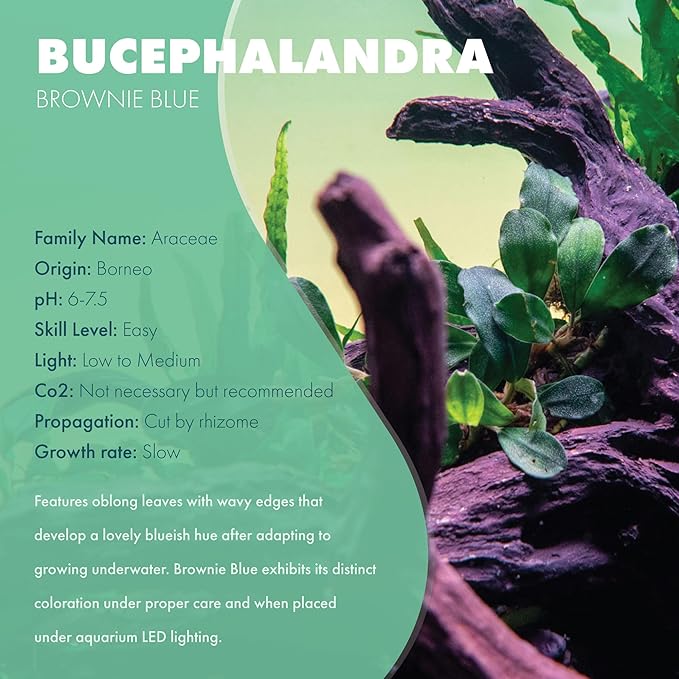 SubstrateSource Bucephalandra Brownie Blue Live Aquarium Plant - Natural Freshwater Fish Tank Decorations and Aquatic Decor (Small Clump (3-5 Plants))