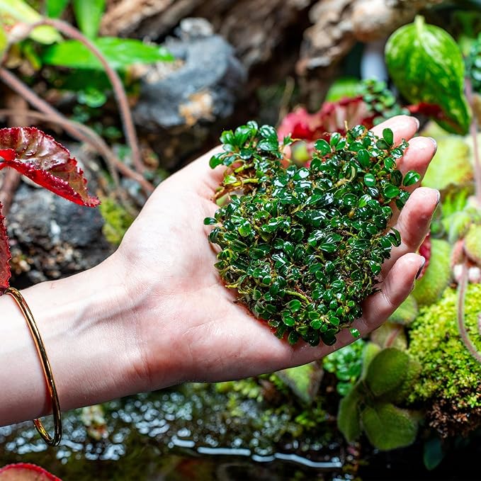 SubstrateSource Bucephalandra Brownie Phoenix Live Aquarium Plant - Natural Freshwater Fish Tank Decorations, Aquatic Decor (Small Clump (3-5 Plants))